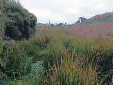 Municipalidad de San Antonio ejecuta limpieza preventiva en estero El Sauce para reducir riesgo de inundaciones en invierno