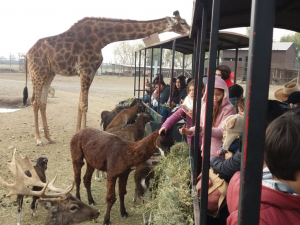 150 niños de la comuna visitaron el Parque Safari de Rancagua por Presupuestos Participativos