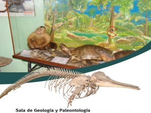 Sala de Geología y Paleontología