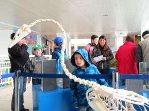 Expo Huesos Museo: Un panorama imperdible para disfrutar y aprender en familia