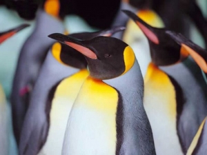 Hallazgo de Pingüino Rey en Cartagena