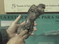 Encuentran fósil de lobo primitivo en Santo Domingo