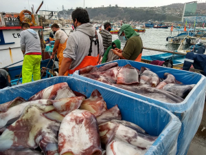 Pescadores sanantoninos dan el ejemplo al cumplir con el uso de mascarillas
